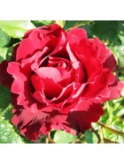 Саженец Роза чайно-гибридная "Хоммаж Барбара", туба, 1 шт, Весна 2025  (артикул 10370333)  большой выбор товаров оптом и в розницу по низким ценам с доставкой