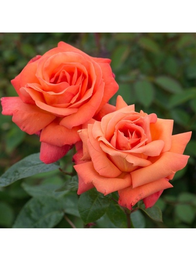 Саженец Роза чайно-гибридная "Христофор Колумб", туба, 1 шт, Весна 2025