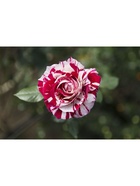 Саженец Роза чайно-гибридная Хулио Иглесиас, туба, 1 шт. Весна 2026  (артикул 10370335)  большой выбор товаров оптом и в розницу по низким ценам с доставкой