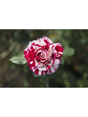 Саженец Роза чайно-гибридная 