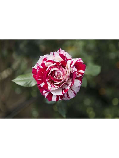 Саженец Роза чайно-гибридная "Хулио Иглесиас", туба, 1 шт, Весна 2025