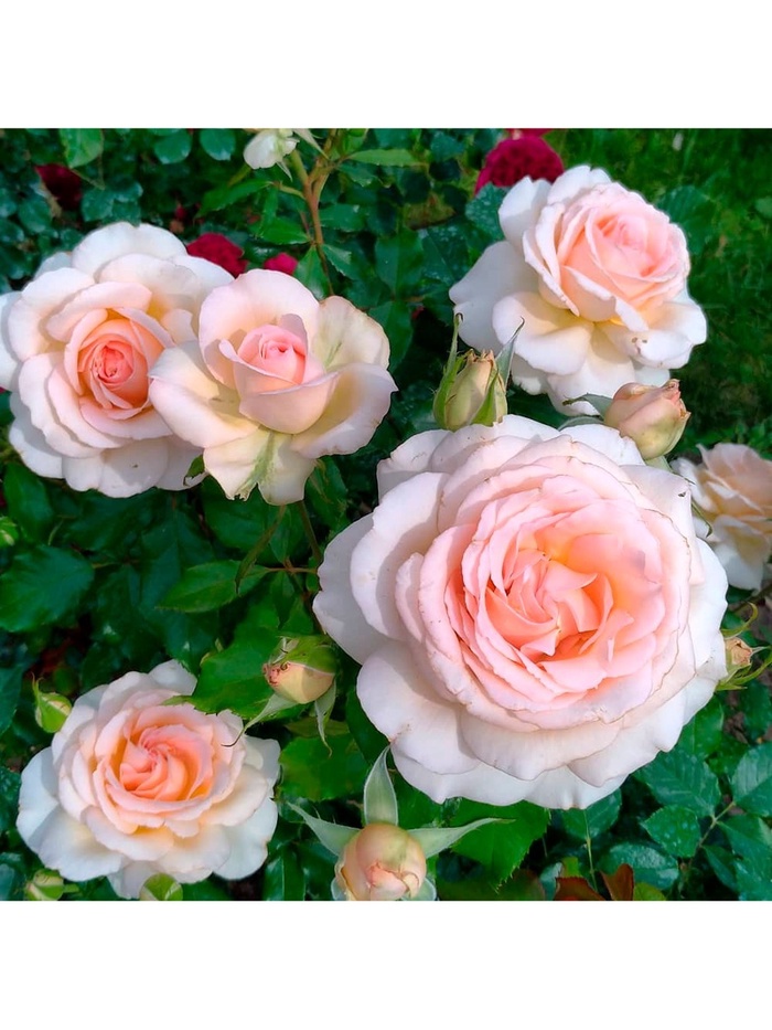 Саженец Роза чайно-гибридная 