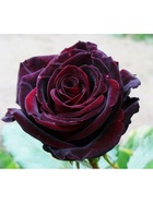 Саженец Роза чайно-гибридная "Черная Магия", туба, 1 шт, Весна 2025  (артикул 10370337)  большой выбор товаров оптом и в розницу по низким ценам с доставкой