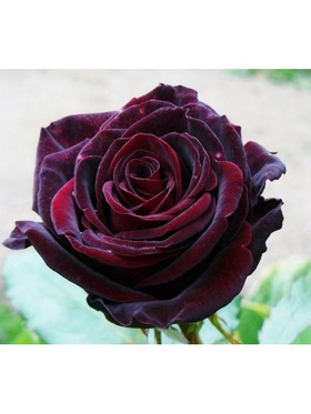 Саженец Роза чайно-гибридная 