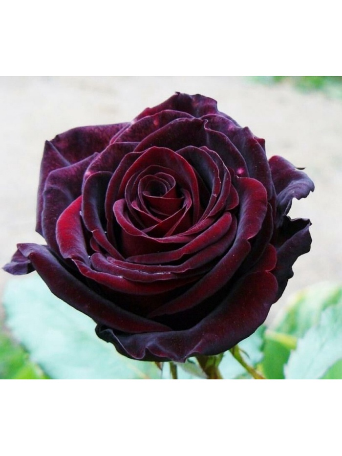 Саженец Роза чайно-гибридная 