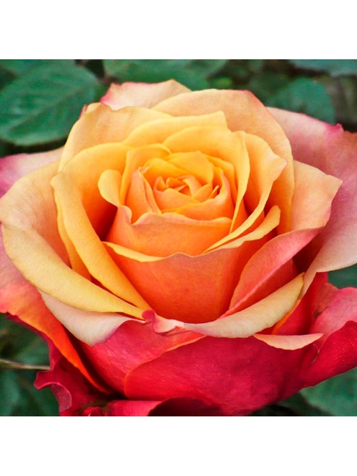 Саженец Роза чайно-гибридная "Черри Бренди", туба, 1 шт, Весна 2025 - Фото 1