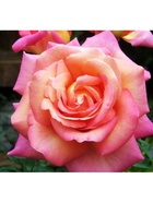 Саженец Роза чайно-гибридная Чикаго Пис, туба, 1 шт. Весна 2026  (артикул 10370339)  большой выбор товаров оптом и в розницу по низким ценам с доставкой