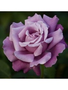 Саженец Роза чайно-гибридная Шарль де Голь, туба, 1 шт. Весна 2026  (артикул 10370341)  большой выбор товаров оптом и в розницу по низким ценам с доставкой