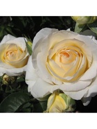 Саженец Роза чайно-гибридная Шопен, туба, 1 шт. Весна 2026  (артикул 10370342)  большой выбор товаров оптом и в розницу по низким ценам с доставкой