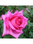 Саженец Роза чайно-гибридная Эйфель Тауэр, туба, 1 шт. Весна 2026  (артикул 10370343)  большой выбор товаров оптом и в розницу по низким ценам с доставкой