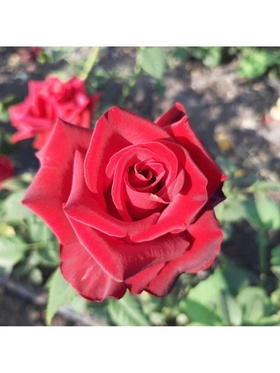 Саженец Роза чайно-гибридная 