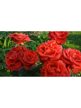 Саженец Роза чайно-гибридная «Эль торо» туба, 1 шт., Весна 2026