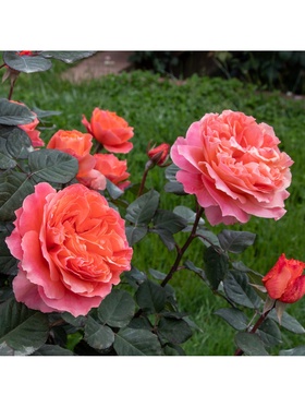 Саженец Роза чайно-гибридная 