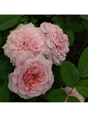 Саженец Роза чайно-гибридная люкс 