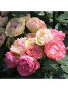 Саженец Роза чайно-гибридная люкс "Лавли Рококо", туба, 1 шт, Весна 2025  (артикул 10370351)  большой выбор товаров оптом и в розницу по низким ценам с доставкой