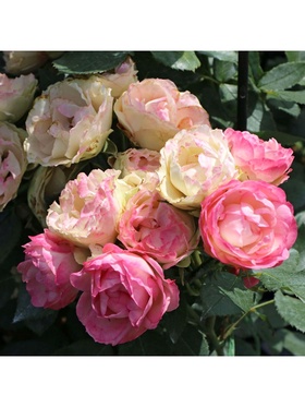 Саженец Роза чайно-гибридная люкс 