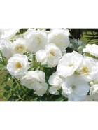 Саженец Роза флорибунда Айсберг, туба, 1 шт. Весна 2026  (артикул 10370353)  большой выбор товаров оптом и в розницу по низким ценам с доставкой