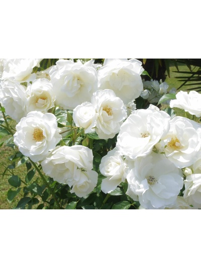 Саженец Роза флорибунда Айсберг, туба, 1 шт. Весна 2026