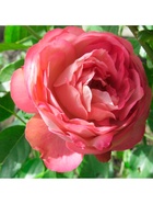 Саженец Роза флорибунда Акрополис, туба, 1 шт. Весна 2026  (артикул 10370354)  большой выбор товаров оптом и в розницу по низким ценам с доставкой