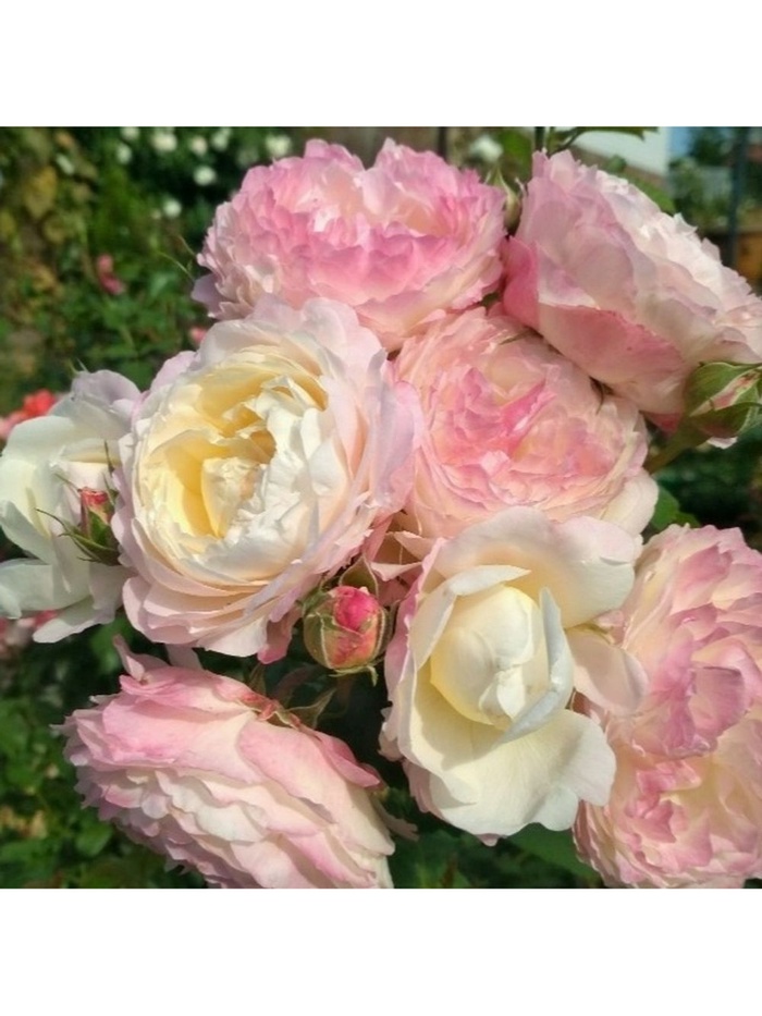 Саженец Роза флорибунда Андре Брише, туба, 1 шт. Весна 2026 - Фото 1