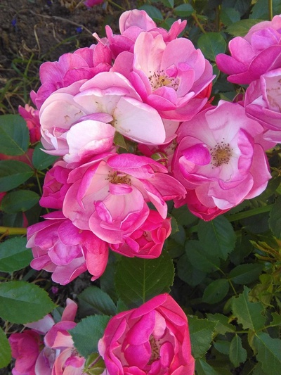 Саженец Роза флорибунда Анжела, туба, 1 шт. Весна 2026