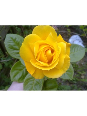 Саженец Роза флорибунда 