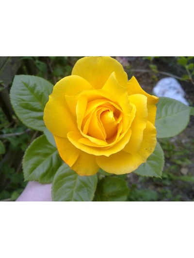 Саженец Роза флорибунда Артур Белл, туба, 1 шт. Весна 2026