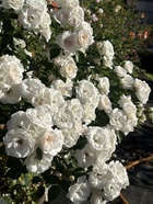 Саженец Роза флорибунда "Аспирин", туба, 1 шт, Весна 2025  (артикул 10370358)  большой выбор товаров оптом и в розницу по низким ценам с доставкой