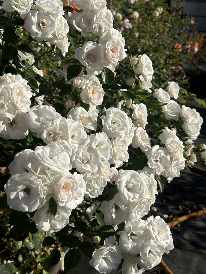 Саженец Роза флорибунда "Аспирин", туба, 1 шт, Весна 2025 - Фото 1