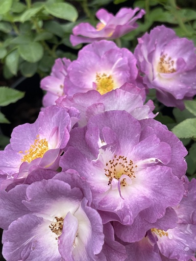 Саженец Роза флорибунда Блю Фор Ю, туба, 1 шт. Весна 2026