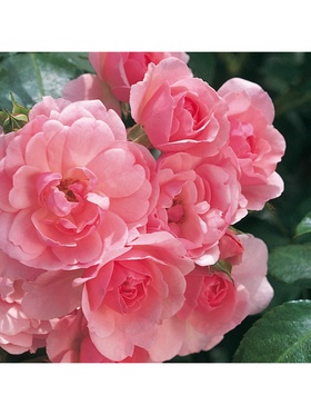 Саженец Роза флорибунда 