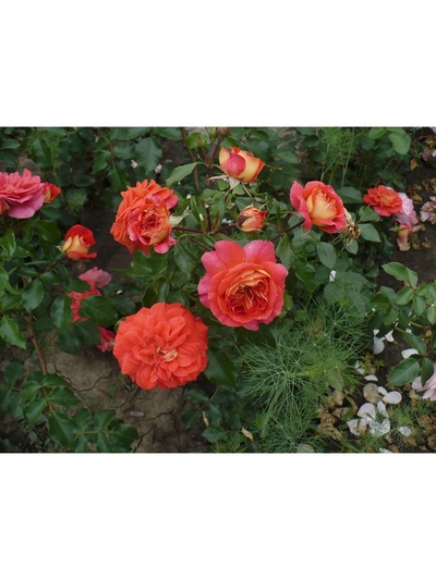 Саженец Роза флорибунда "Братья Гримм", туба, 1 шт, Весна 2025