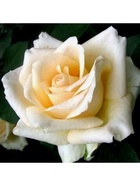 Саженец Роза флорибунда Ванила, туба, 1 шт. Весна 2026  (артикул 10370364)  большой выбор товаров оптом и в розницу по низким ценам с доставкой