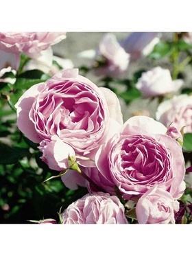 Саженец Роза флорибунда 