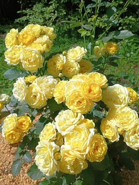 Саженец Роза флорибунда 