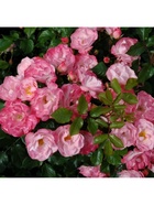 Саженец Роза флорибунда Джекис Фейворит, туба, 1 шт. Весна 2026  (артикул 10370367)  большой выбор товаров оптом и в розницу по низким ценам с доставкой