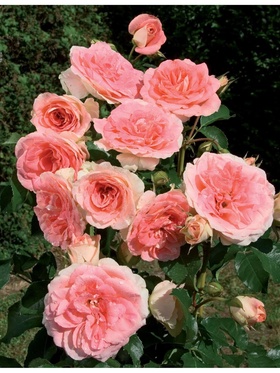 Саженец Роза флорибунда 