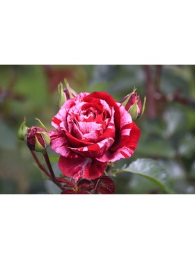 Саженец Роза флорибунда 