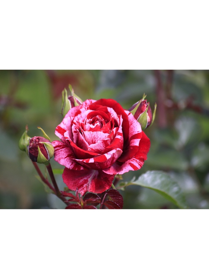 Саженец Роза флорибунда 