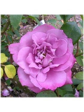 Саженец Роза флорибунда Дойче Велле, туба, 1 шт. Весна 2026  (артикул 10370371)  большой выбор товаров оптом и в розницу по низким ценам с доставкой