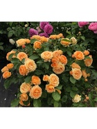 Саженец Роза флорибунда Дольче Вита, туба, 1 шт. Весна 2026  (артикул 10370372)  большой выбор товаров оптом и в розницу по низким ценам с доставкой