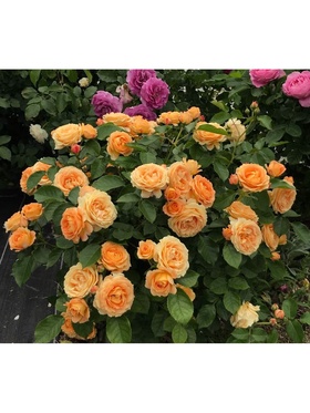 Саженец Роза флорибунда 