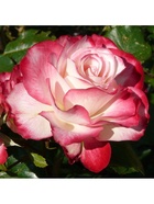 Саженец Роза флорибунда Жюбиле дю Принц де Монако, туба, 1 шт. Весна 2026  (артикул 10370374)  большой выбор товаров оптом и в розницу по низким ценам с доставкой