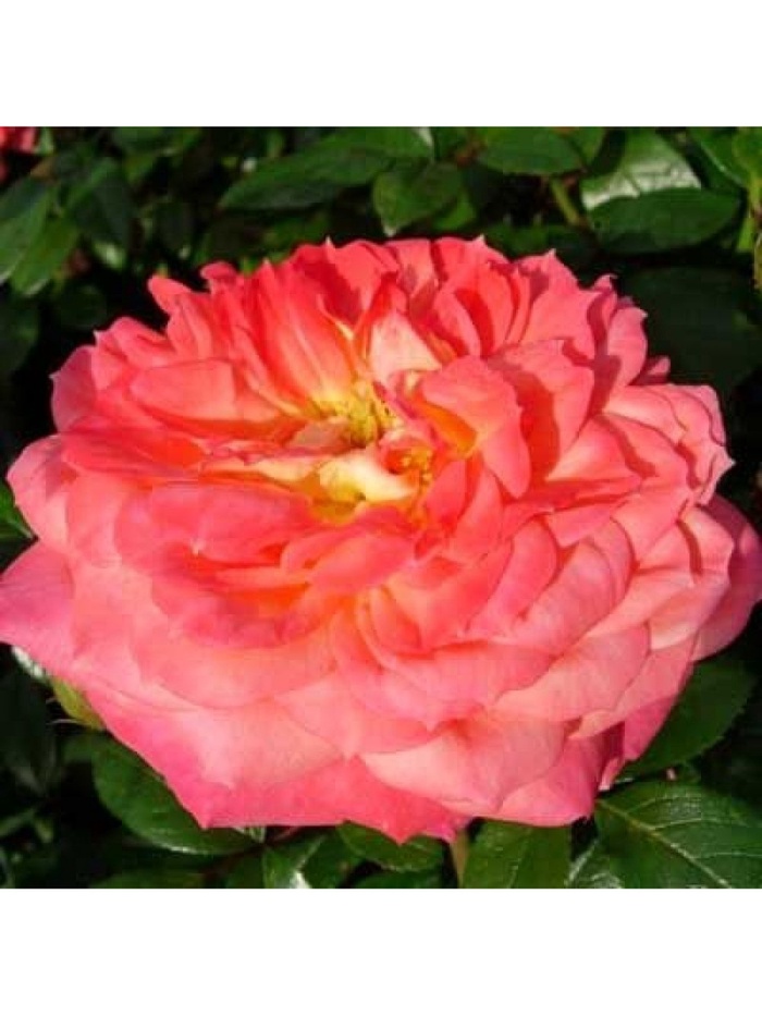 Саженец Роза флорибунда 