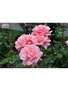 Саженец Роза флорибунда Квин Элизабет, туба, 1 шт. Весна 2026  (артикул 10370376)  большой выбор товаров оптом и в розницу по низким ценам с доставкой