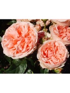 Саженец Роза флорибунда Кимоно, туба, 1 шт. Весна 2026  (артикул 10370377)  большой выбор товаров оптом и в розницу по низким ценам с доставкой