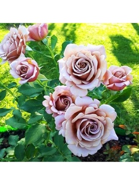 Саженец Роза флорибунда 