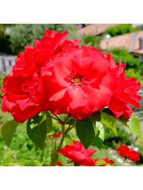 Саженец Роза флорибунда 