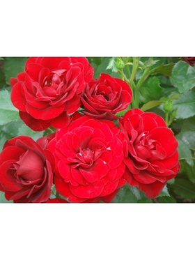 Саженец Роза флорибунда 