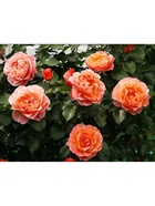 Саженец Роза флорибунда Мари Кюри, туба, 1 шт. Весна 2026  (артикул 10370383)  большой выбор товаров оптом и в розницу по низким ценам с доставкой